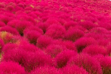 Kochia flowers in field clipart