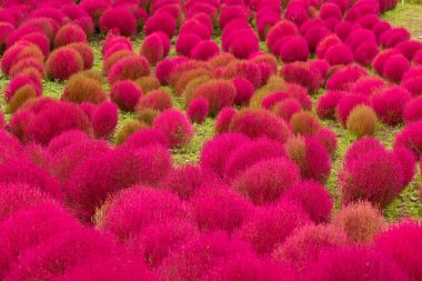 Red Kochia flowers in japanese garden clipart