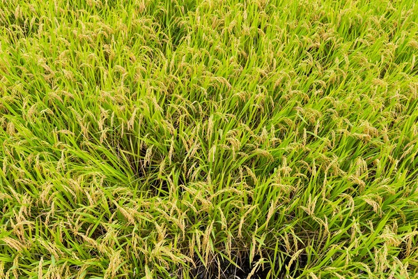 Campo de arroz fresco — Foto de Stock