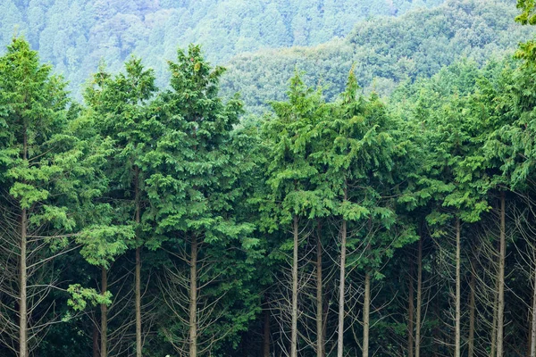 Floresta verde com árvores altas — Fotografia de Stock