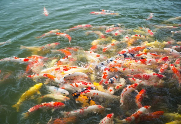 Koi fish in pond in the garden — Stock Photo, Image