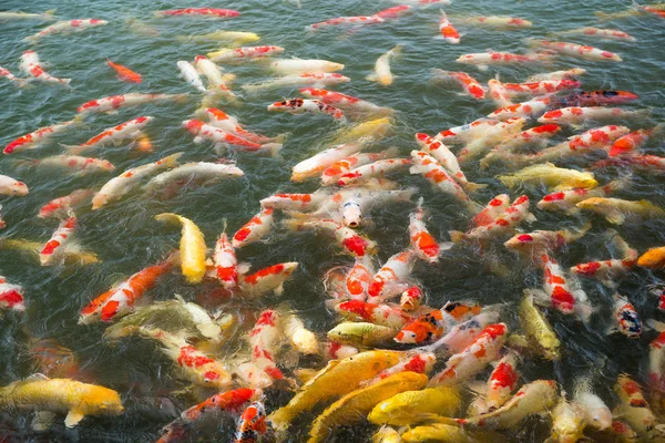 Peces koi en estanque de agua — Foto de Stock