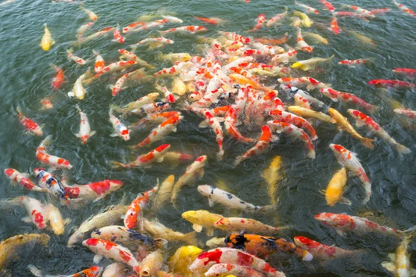 Feeding fish carp in pond — Stock Photo, Image