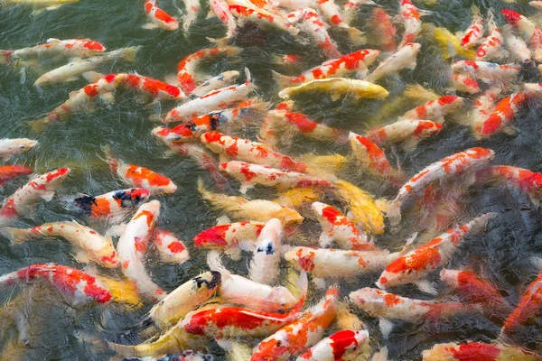 Ταΐζοντας κυπρίνο ψάρια στη λίμνη — Φωτογραφία Αρχείου