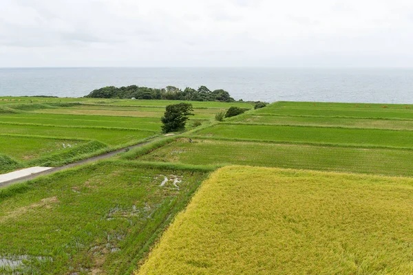 Campos de arroz fresco — Foto de Stock