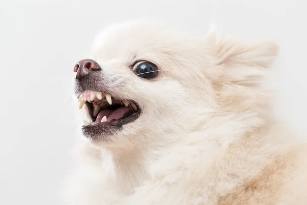 Pomeranian σκύλος παίρνει θυμωμένος — Φωτογραφία Αρχείου