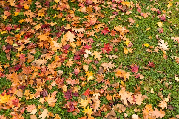 Maple leaves on the ground — Stock Photo, Image