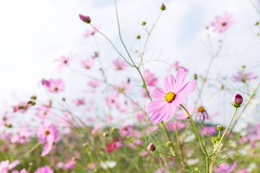 Bahçede pembe kozmos çiçekleri