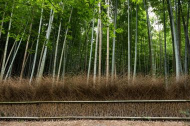 Bambu ormanı, Arashiyama