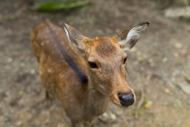 Kameraya bakarak sevimli geyik
