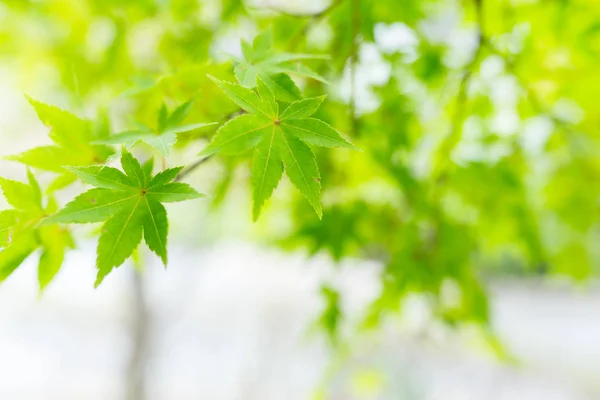 Green maple tree — Stock Photo, Image