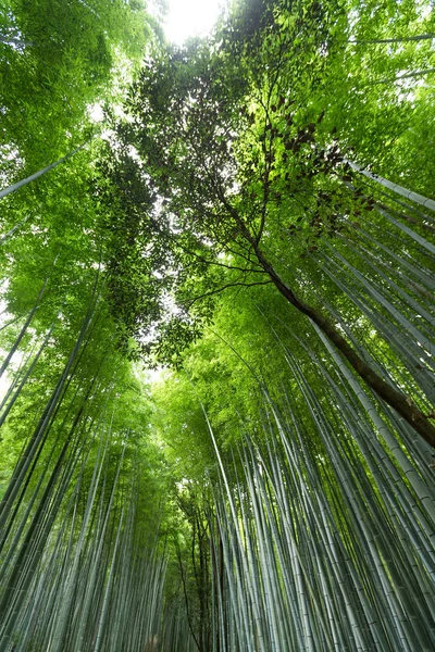 Bosque de bambú en Arashiyama en Kyoto —  Fotos de Stock