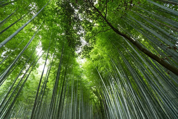 Таинственный бамбуковый лес — стоковое фото