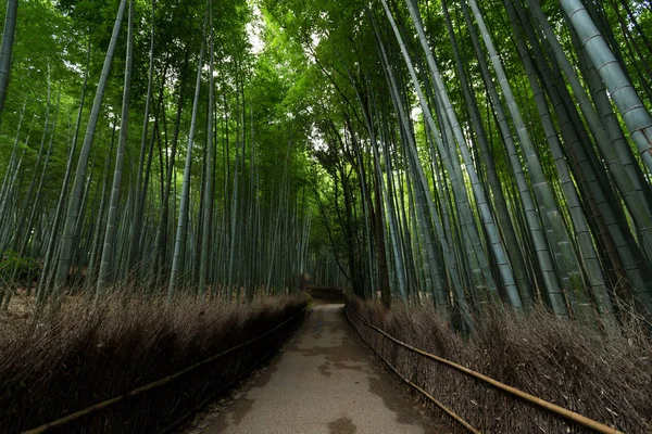 Grønn skog i Bambus – stockfoto