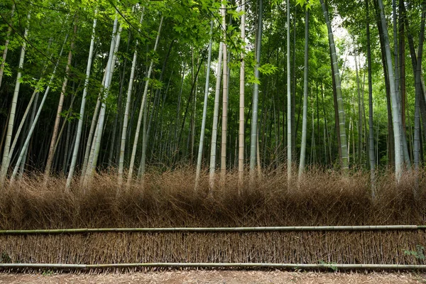 Bambusové lesy, Arashiyama — Stock fotografie