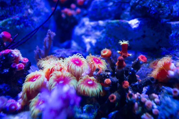 Aquarium coral reefs — Stock Photo, Image