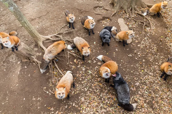 Zorros mirando hacia arriba y esperando comida —  Fotos de Stock