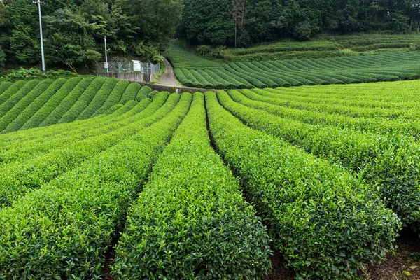 Green Tea field — Stock Photo, Image