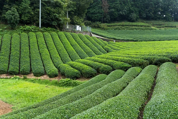 Traditional Tea field — Stock Photo, Image