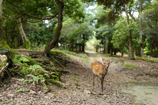 Carino cervo nel tempio giapponese — Foto Stock