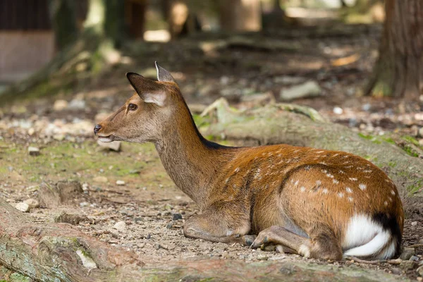 Herten liggend op de grond — Stockfoto