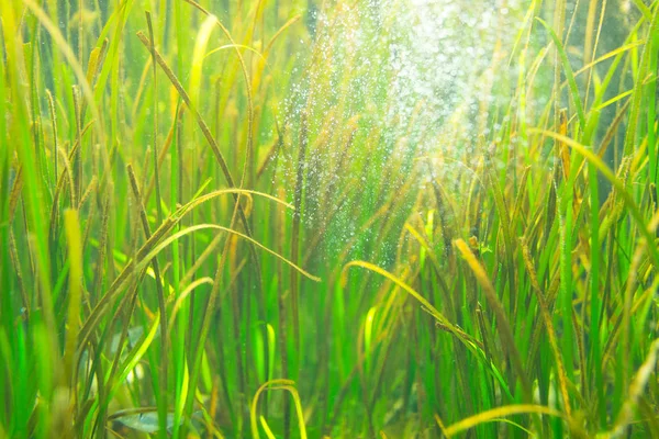 Färgglada alger i akvariet vatten — Stockfoto