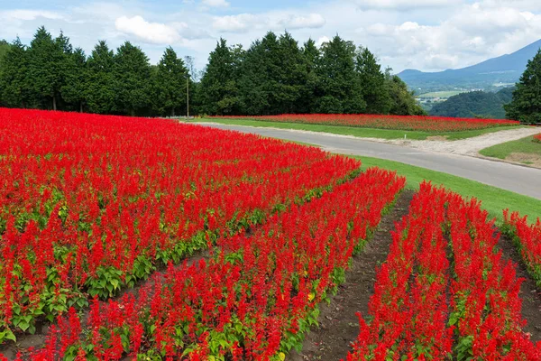 Quinta de Salvia vermelha — Fotografia de Stock