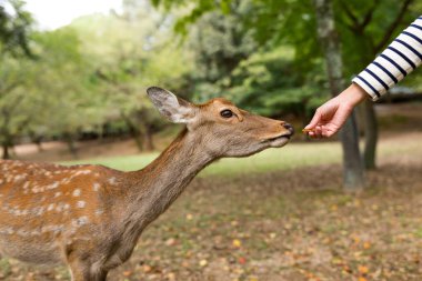 Deer Park besleyen kadın