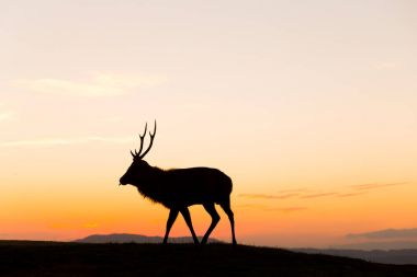 Deer grazing in mountains at sunset clipart