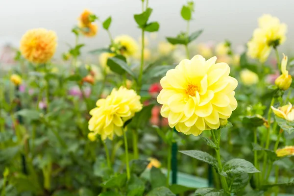 Sarı kasımpatı çiçekleri Bahçe — Stok fotoğraf