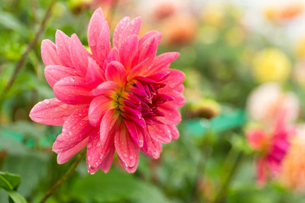 Chrysanthemumblommor i fältet — Stockfoto