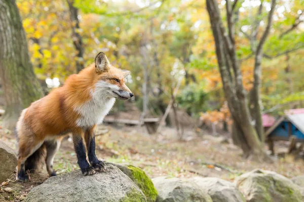 Cute red Fox in forest — Stock Photo, Image