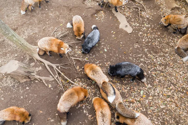 Volpi che mangiano snack insieme nel parco — Foto Stock