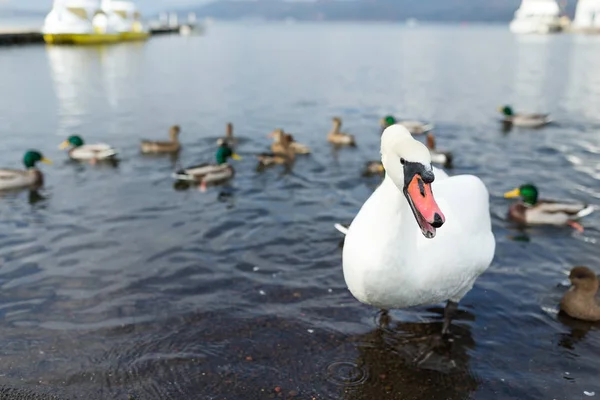 Cygne blanc et canards dans le lac — Photo