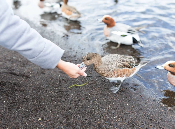 Kvinna som matar ankor på sjön — Stockfoto