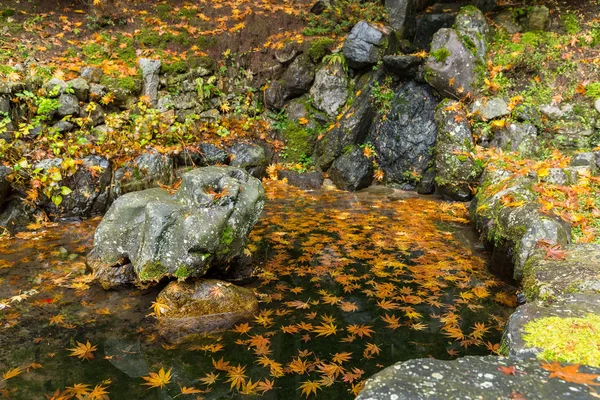 Beautiful maple landscape — Stock Photo, Image