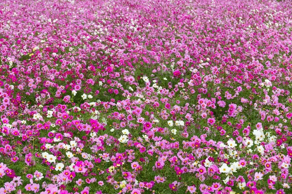 Cosmos campo de flores —  Fotos de Stock