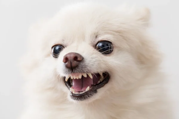 Branco pomeranian cão ficando com raiva — Fotografia de Stock