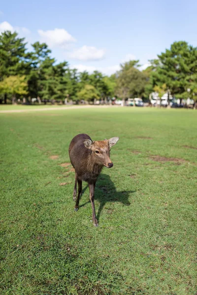 Veado andando em um parque — Fotografia de Stock