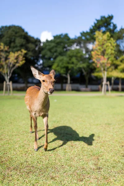 Bella passeggiata dei cervi in un parco — Foto Stock