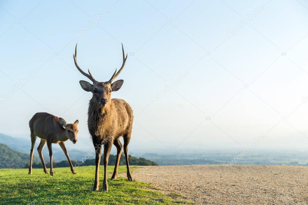 Deers grazing in mountains
