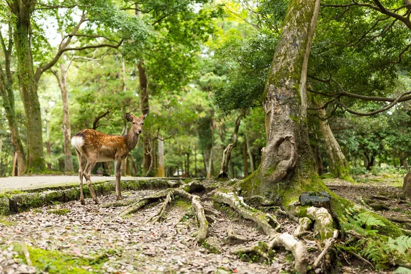 公園で素敵な鹿 — ストック写真