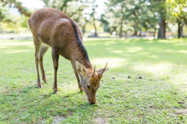 Vahşi geyik çim yeme