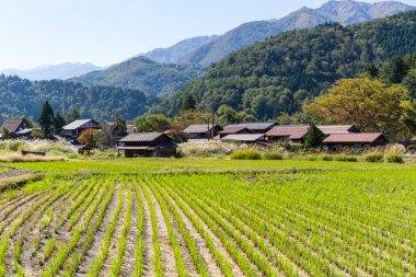 Shirakawago Köyü ve pirinç alan