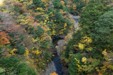 Sonbaharın güzel doğal peyzaj