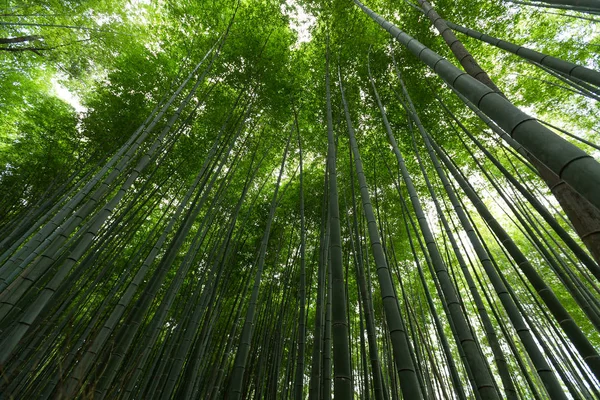 Бамбуковые зеленые рощи — стоковое фото