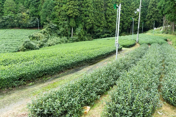 Green tea farm — Stock Photo, Image