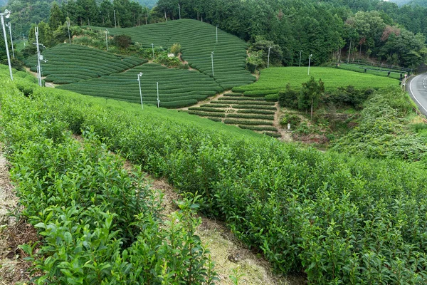 Grönt te gård — Stockfoto