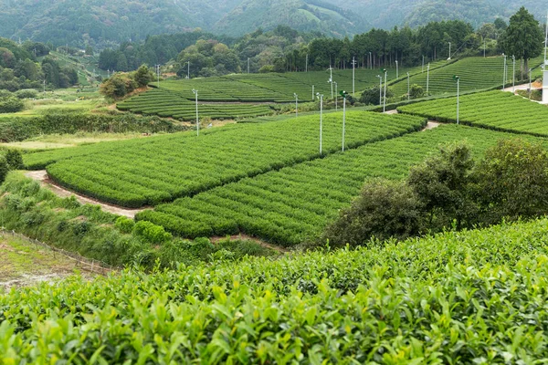 Färskt grönt te fält — Stockfoto