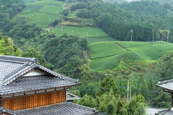 Teefeld und japanisches Haus — Stockfoto